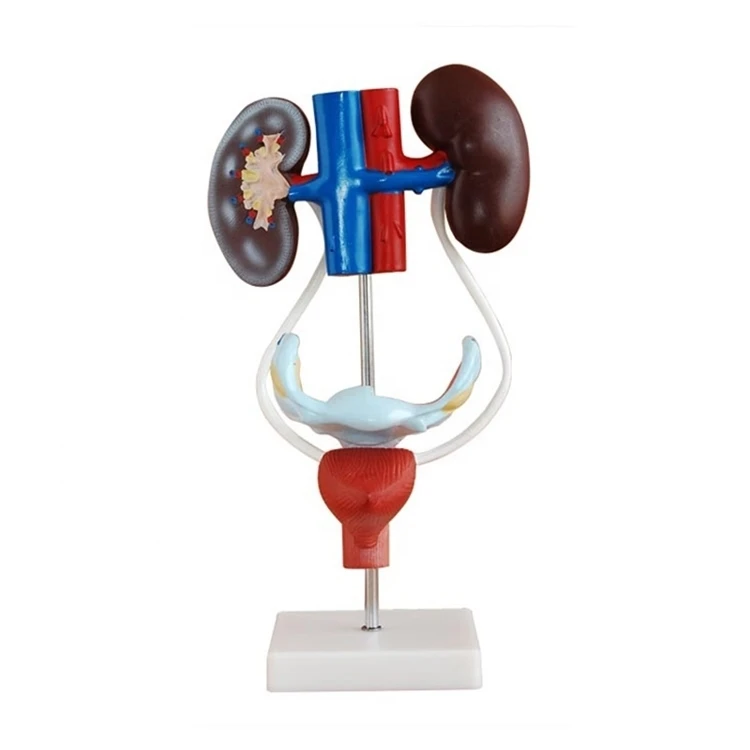 medical scinece Advanced PVC Material and Anatomical demonstration Usage anatomical female vagina Female Urogenital System model