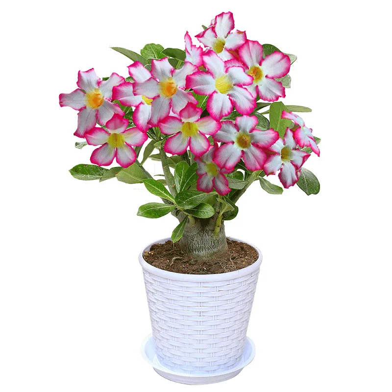 
 Привитый розовато-аденовый тупик  