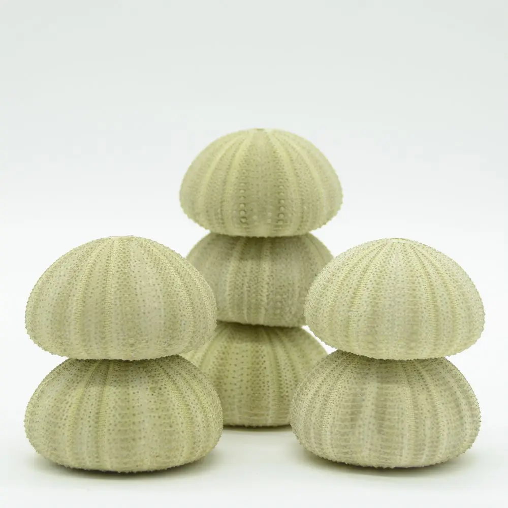 Natural Sea Urchin  Green Snail Shell  For Handicrafts  Best Price Sea Urchin Handicrafts Accessories Natural Shell