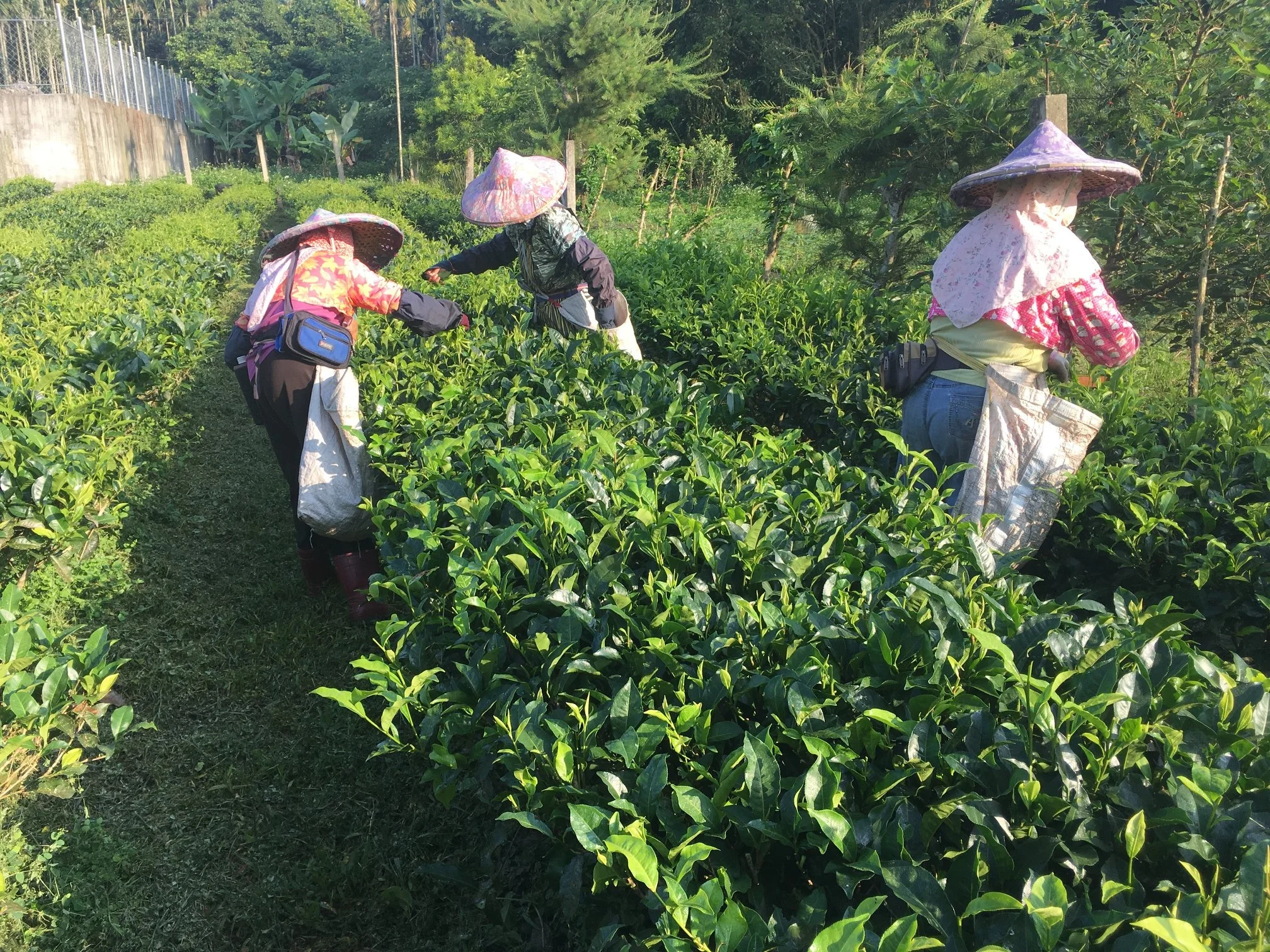  Органический тайваньский Солнце Луна озеро черный чай нефрит