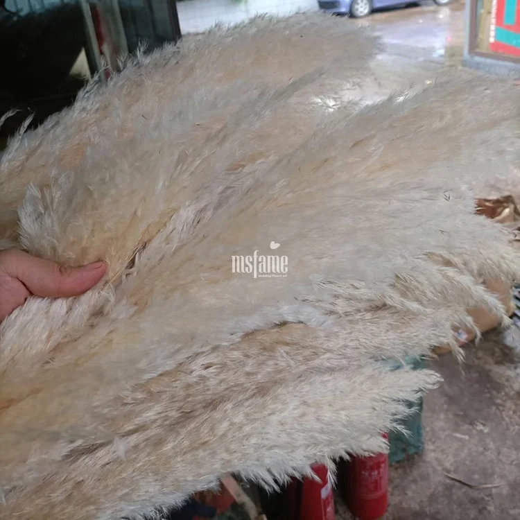 Hot Sale Small Flower Pampass Grasses Decor Wedding Pampas Grass Dried Flowers