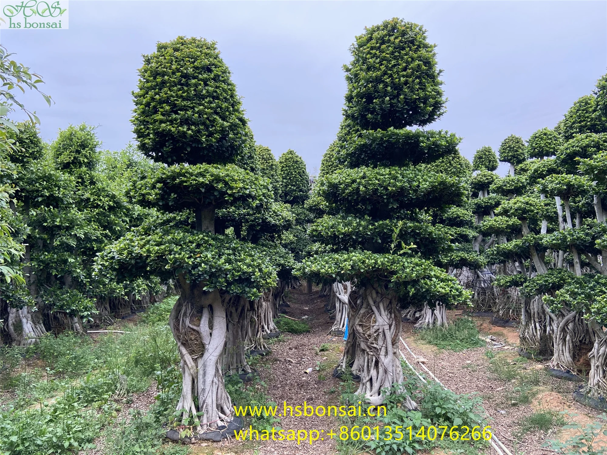 
Beautiful FICUS MICROCARPA ,Chinese Banyan ,Ornamental plants ficus plants bottle shape at 2.8-3.2m height 
