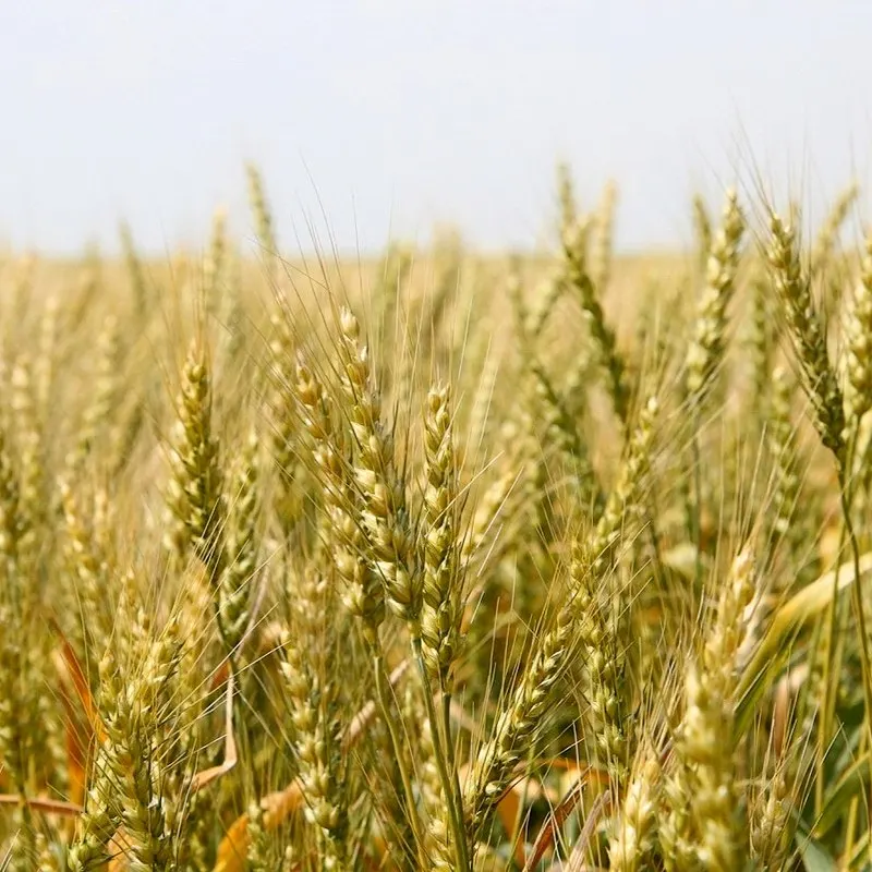 Acetamiprid wheat Aphids Lice Thrips bio pesticide exporter