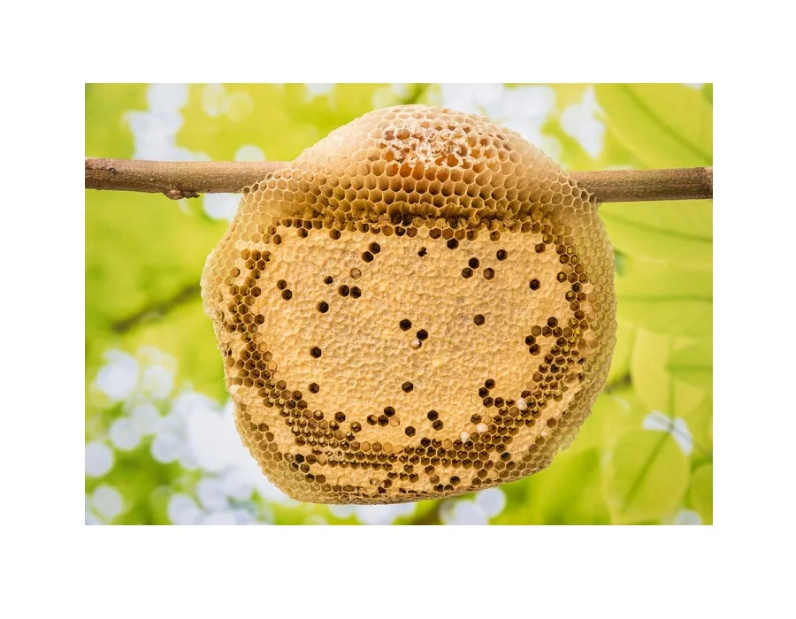 High Purity Natural Bee Honey for Cooking and Mediation - Premium Honey Healthy Organic