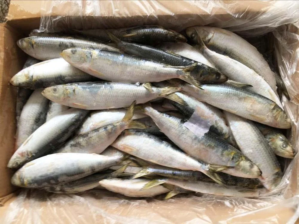 Whole round import export frozen fresh sardine fish price