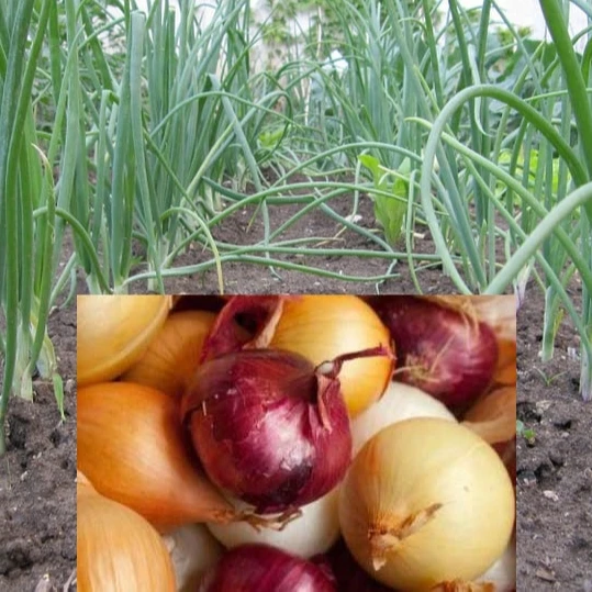 Good Quality Fresh Onion