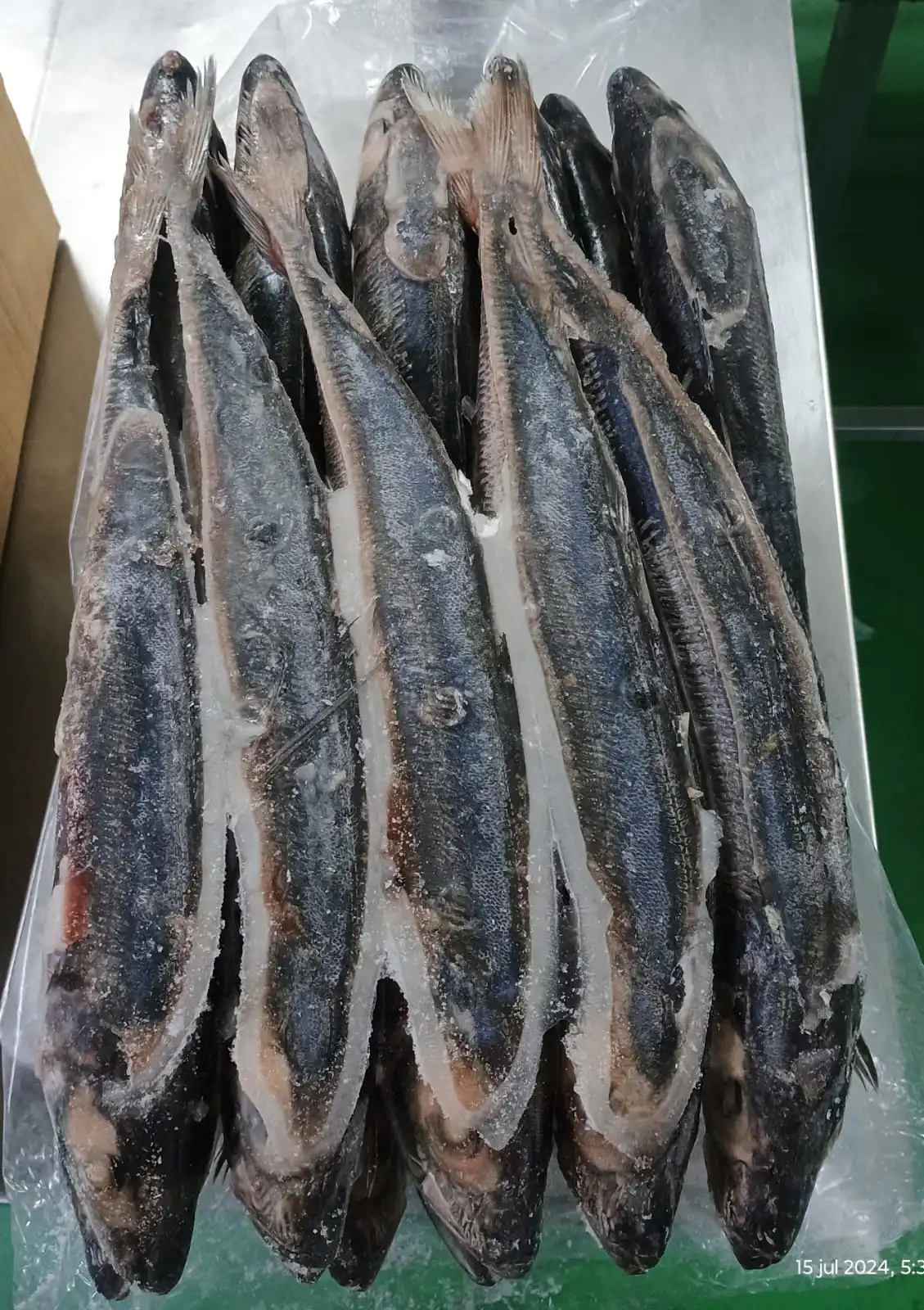 Horse Mackerel Size 500-900g, 900g+ Peru Origin Frozen Horse Mackerel Whole Round