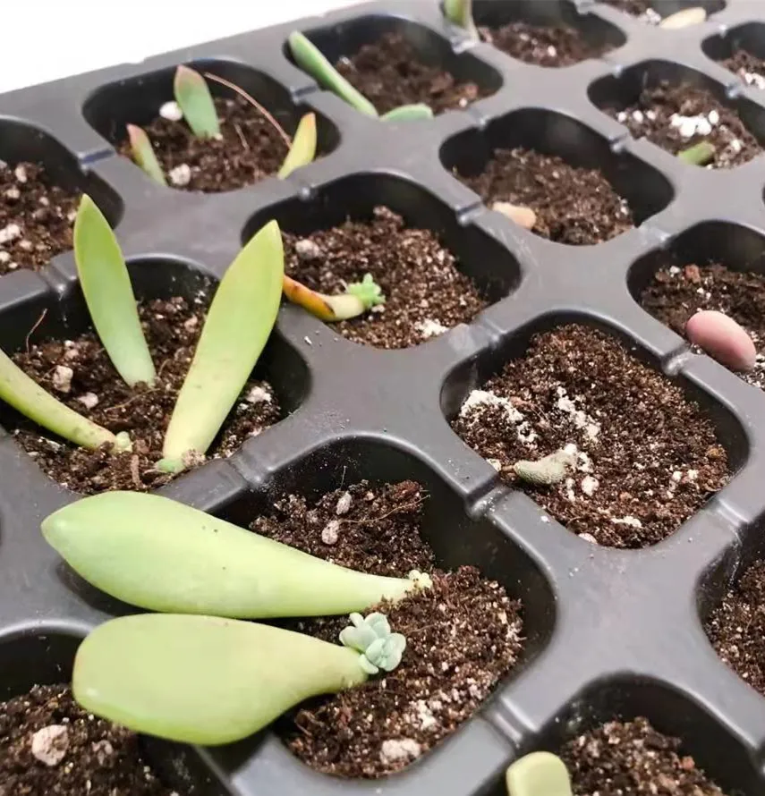 Agriculture Greenhouse Seed Planting Plastic Nursery Tray Plant Growing Pots Seed Grow 72 128 200 Cell Seed Germination Tray