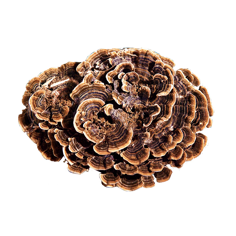 Free Sample Best Selling turkey tail mushroom coriolus versicolor  medicinal mushrooms  100% Fruit Bodies with  High Quality