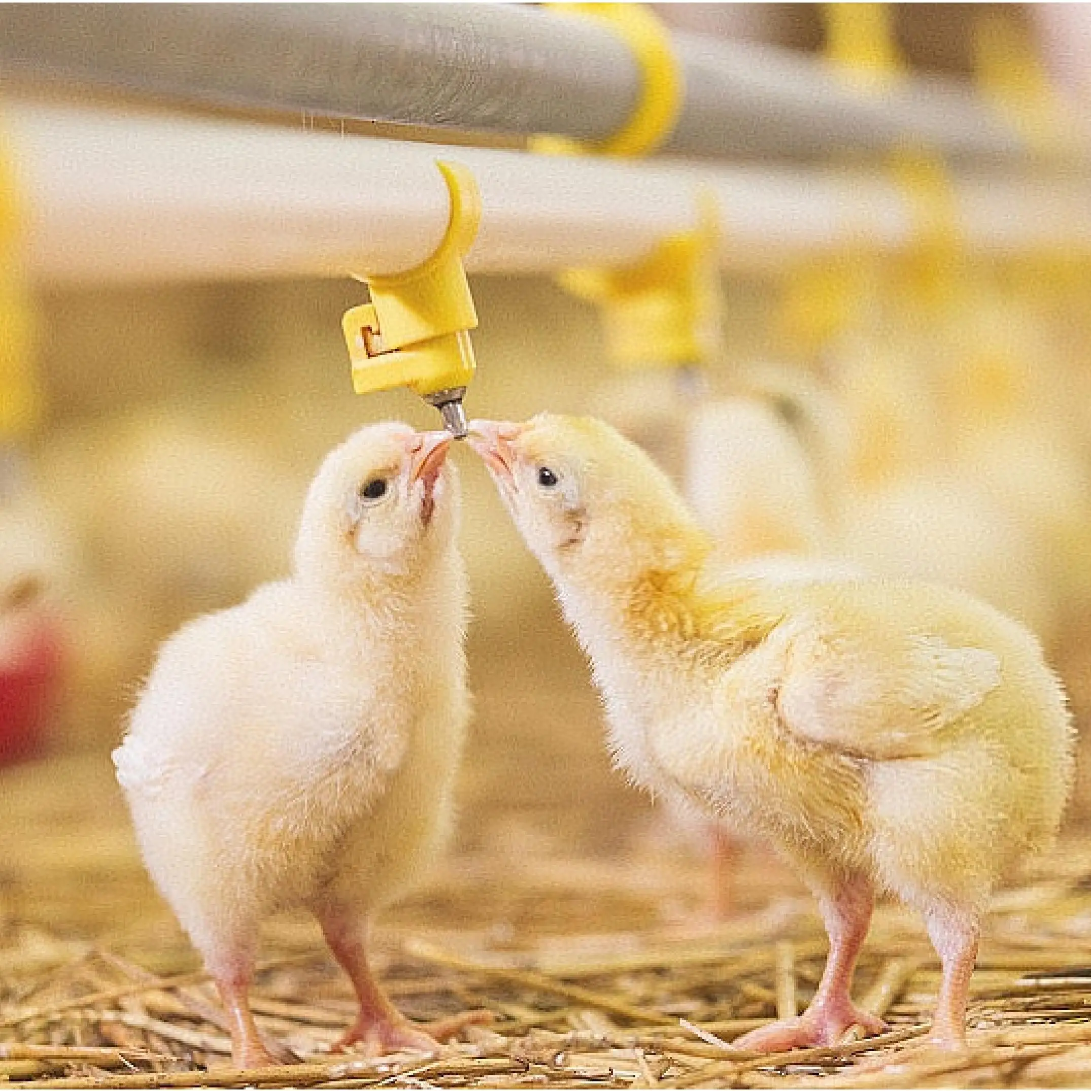 Automatic Chicken Feeding Line for Broiler Farm Poultry Tunnel Ventilated Equipment Feed System Poultry Farm Design