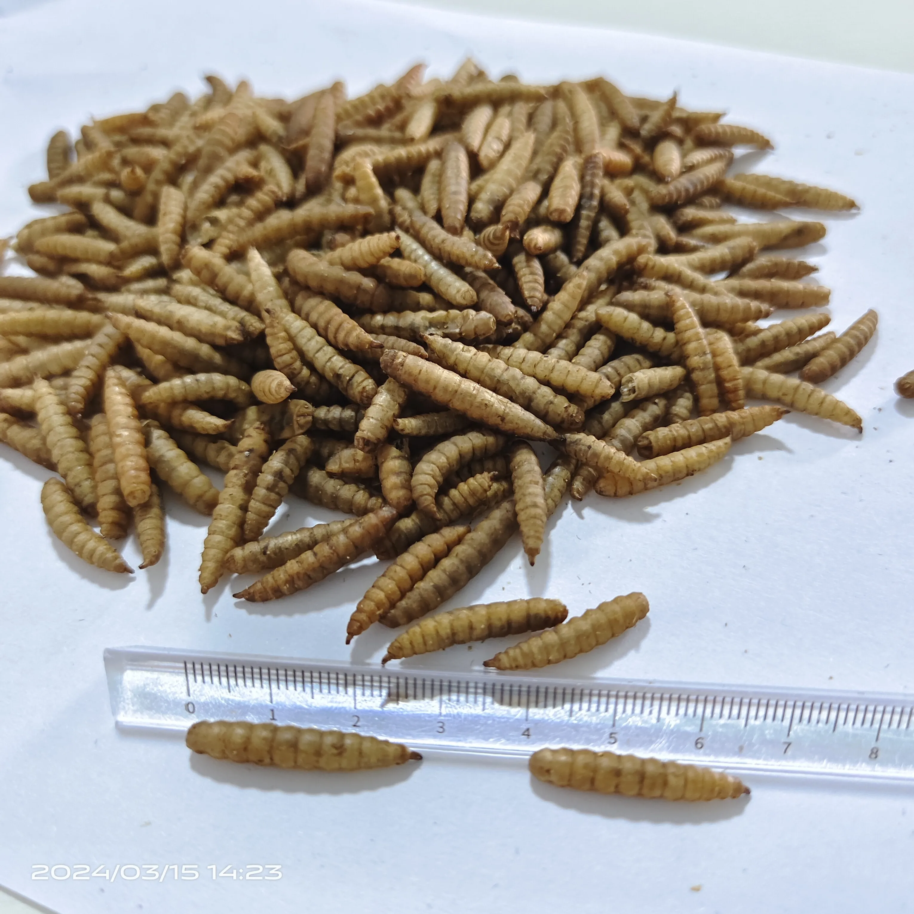 Freeze dried Mealworm black soldier fly larvae with high fat and high protein for fish, birds and small animals