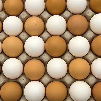 Здоровые куриные яйца/перепеловые яйца