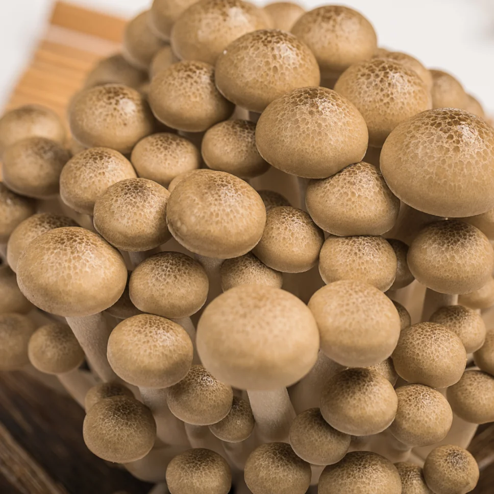 China Edible Fungus Fresh brown Shimeji