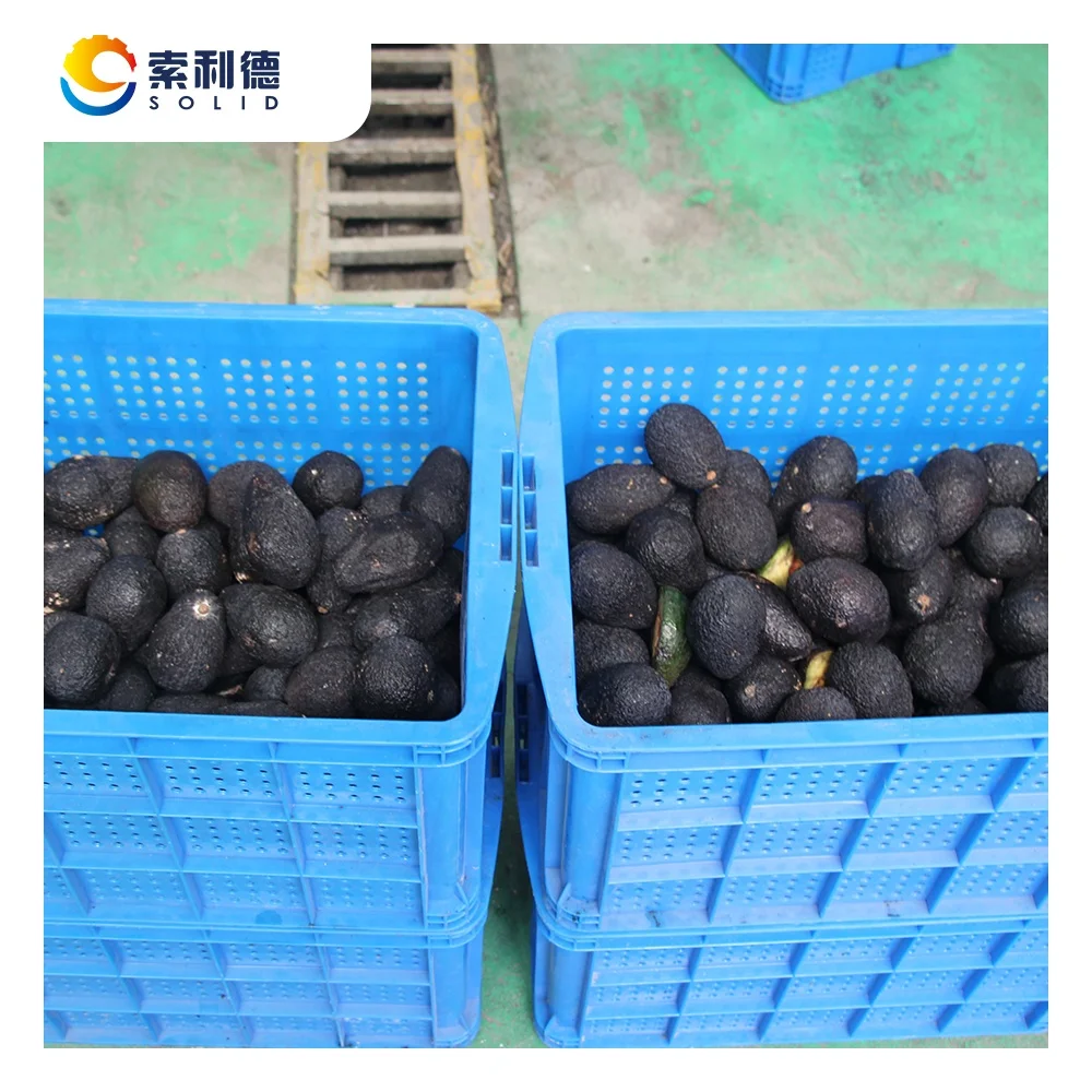 CPAO-500 500KG/H Cold Pressed Avocado Oil Extraction Line