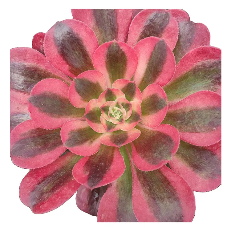 TR002  Aeonium Witch Variegated Wholesale Customized Mini Artificial Succulentplants Pots For out door
