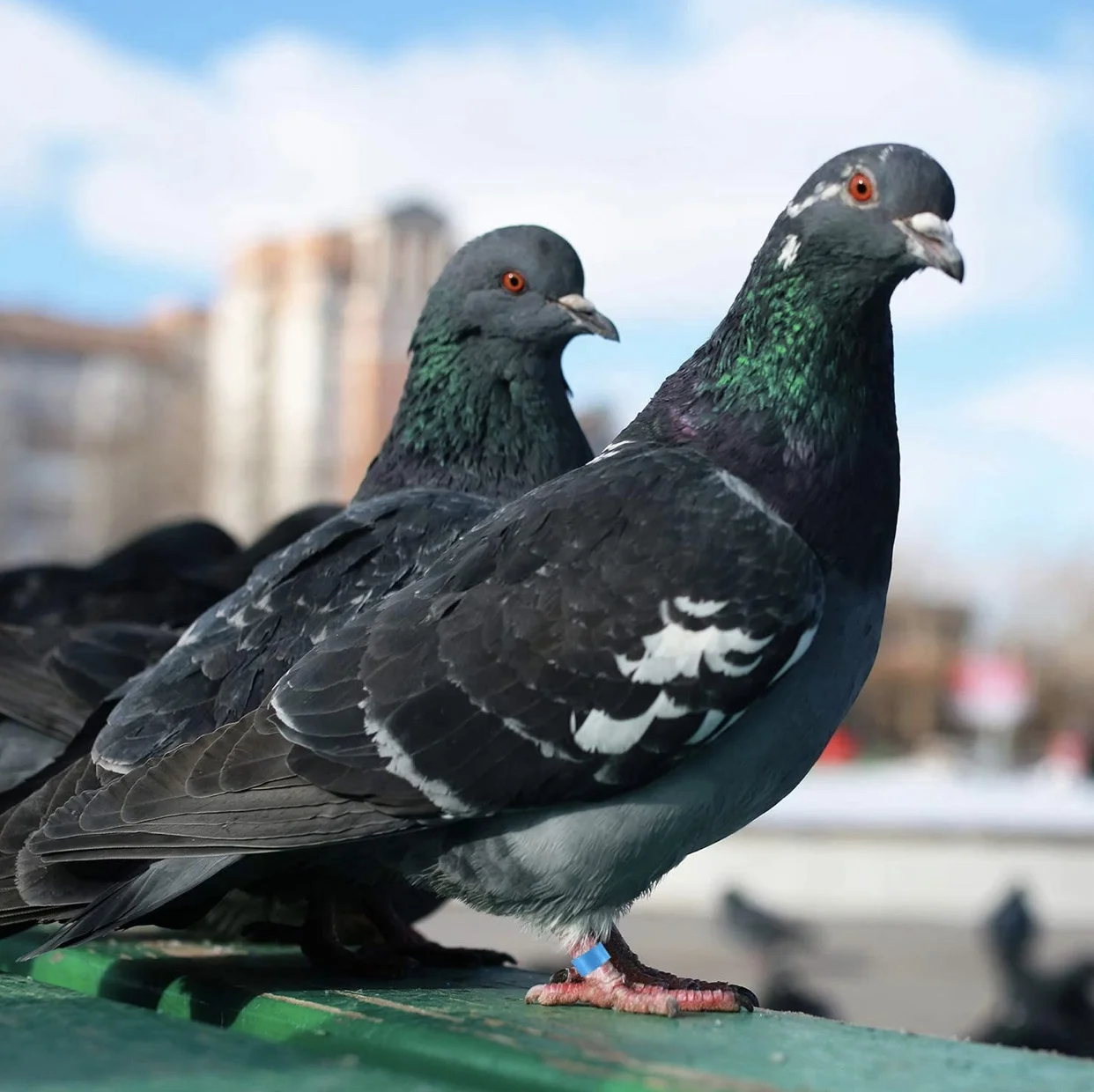 100 pieces 8 mm numbered bird ring leg bands for gouldian zabra finch canary society bord foot ring