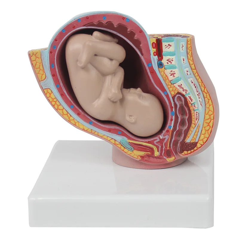 Anatomical model Reproductive system PVC 4 parts educational human female pelvis model with a baby