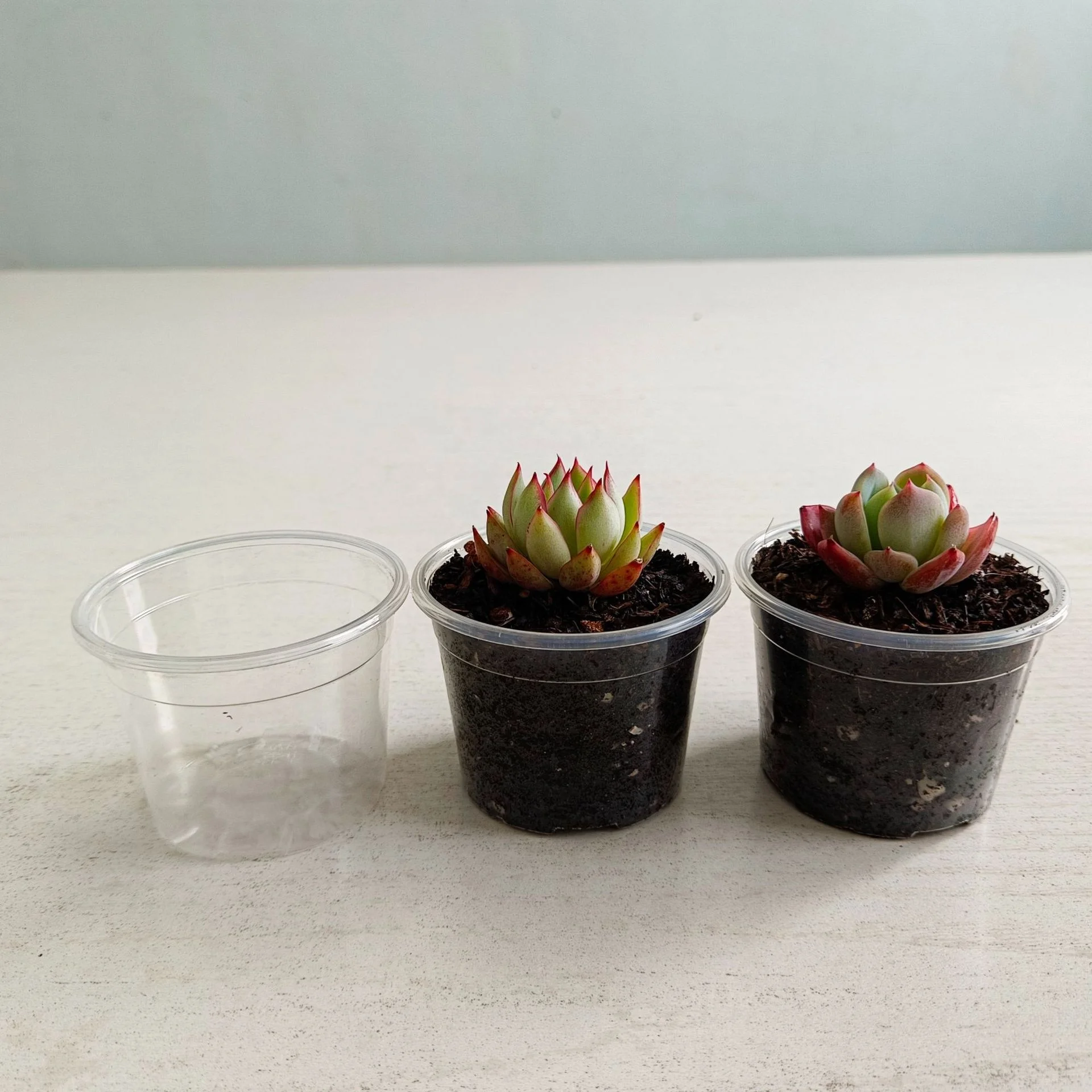 Clear Nursery Pots with Drainage Holes Plant Pot for Planting Transparent Plastic Seed Starting Pot for Succulents