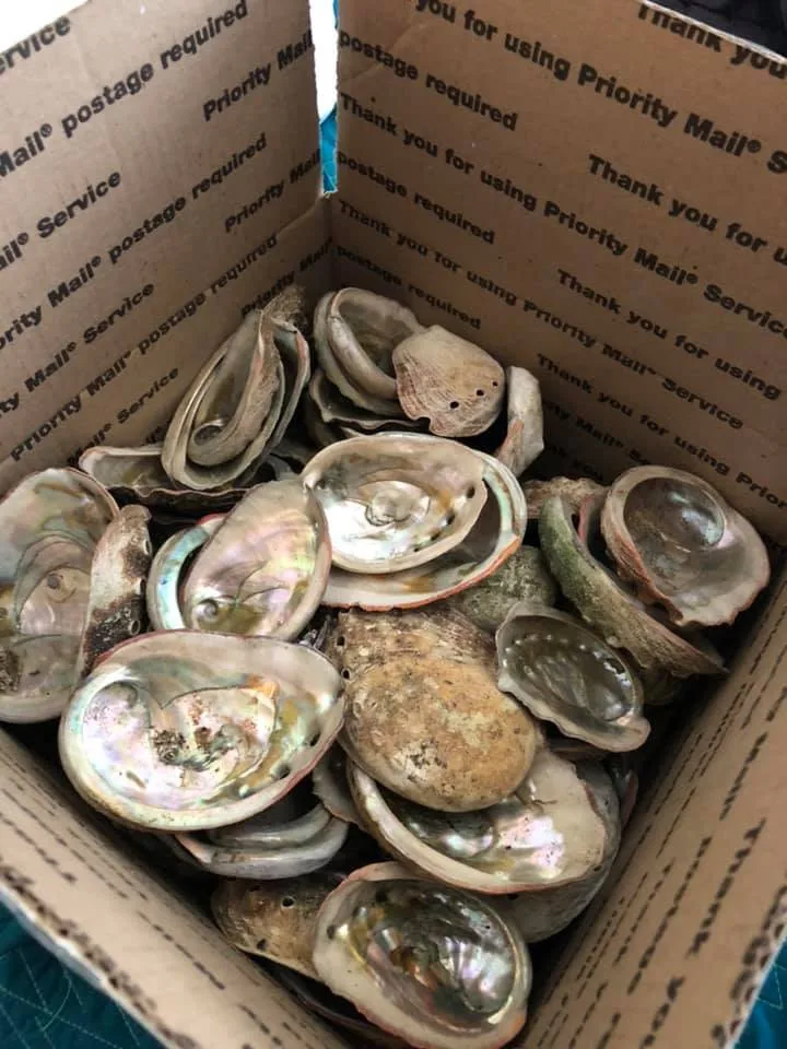 Antique Sea Shells Abalon Shell For Decoration high quality Abalone Shells