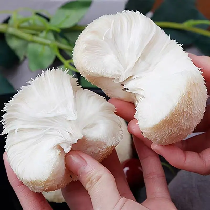 Suplemento OEM Private Label Organic Lions mane capsules