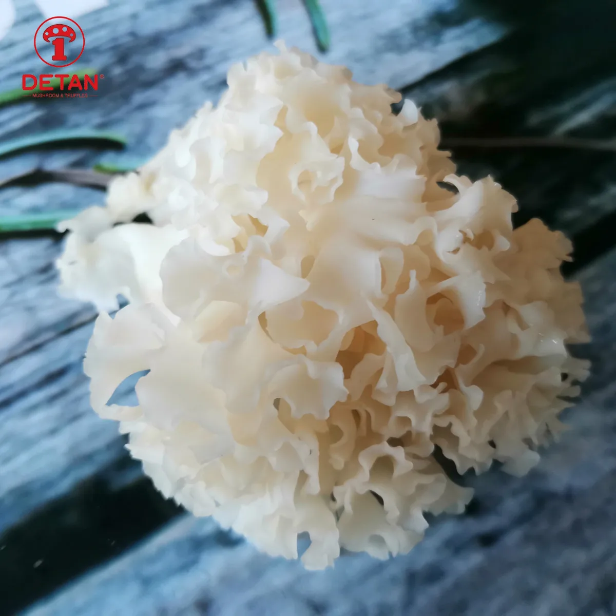 
Detan Sparassis Crispa Mushroom 