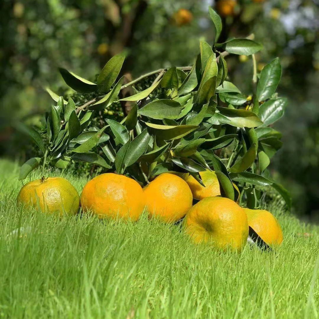 Свежие фрукты, натуральные Мандариновые апельсины