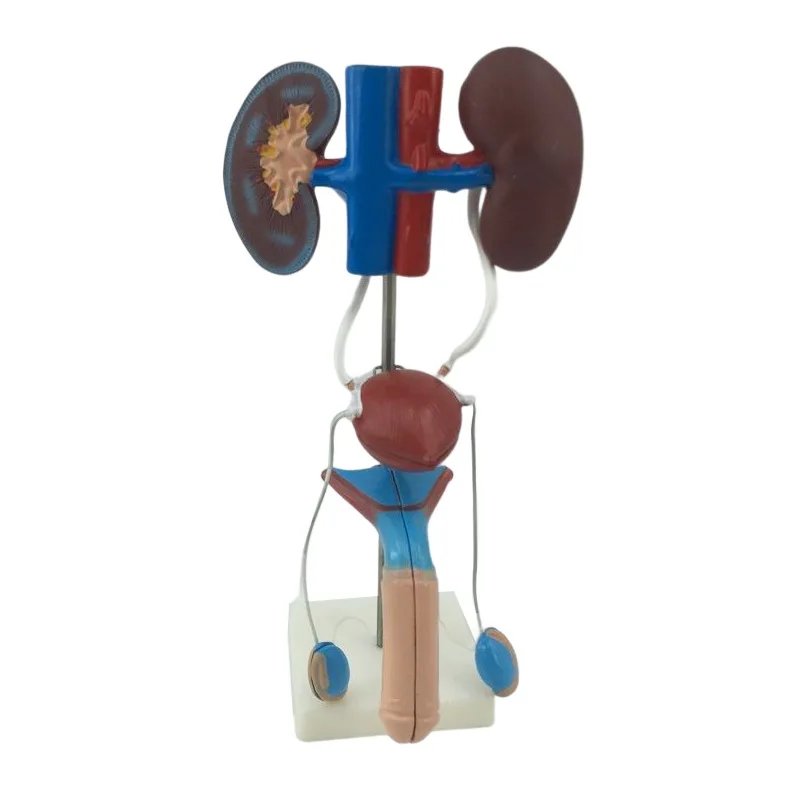 Male Genitality System Anatomical Model Kidney Bladder Urine Tube Internal Human Organs Construction for Training Purpose