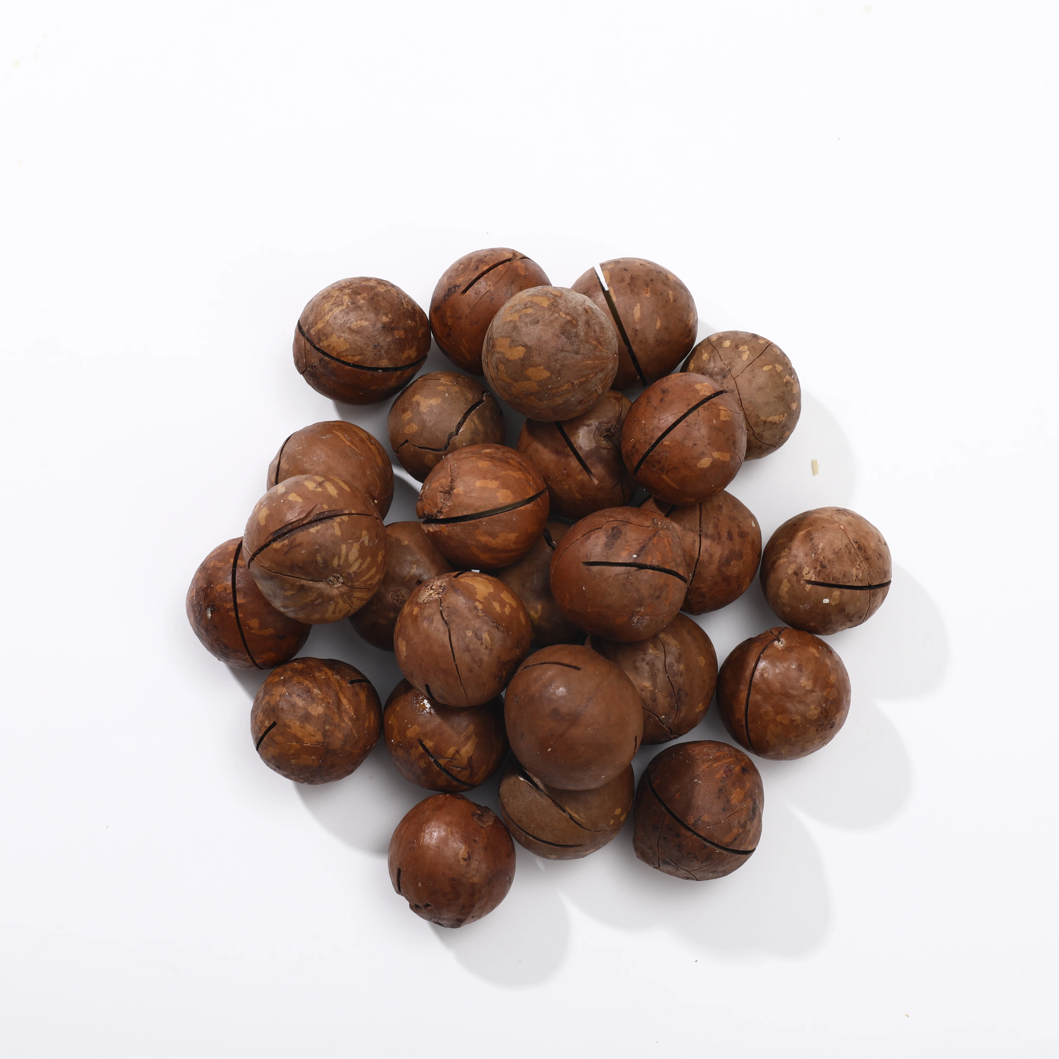 China Origin Milky Flavor   Roasted  Nuts Macadamia Nuts With Shell