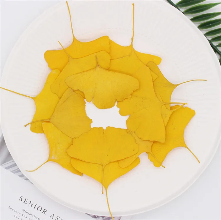 Real Dried Pressed Flower Gingko Leaf