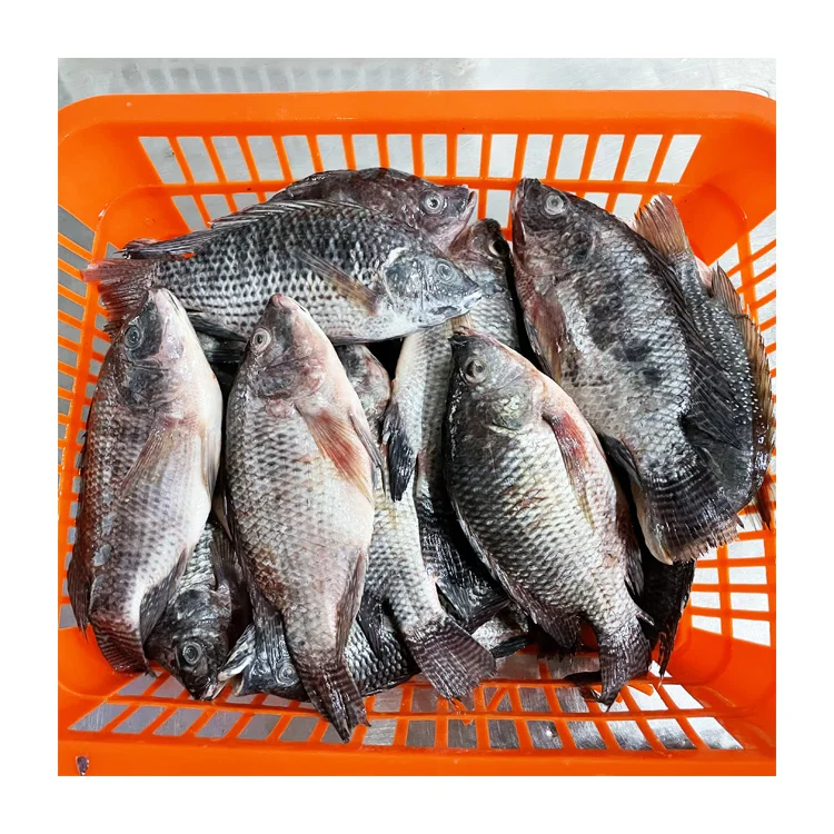 Sea Foods and Frozen Foods Fish Frozen Tilapia Supplier with Good Price