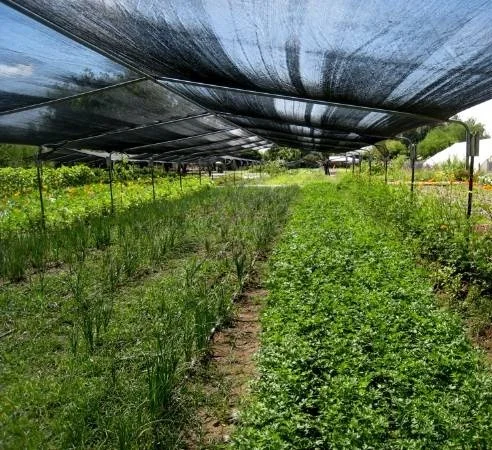 70% Shade Cloth Sun Shades Net Shade Mesh For Garden Plants Greenhouse, Gardens, Patio