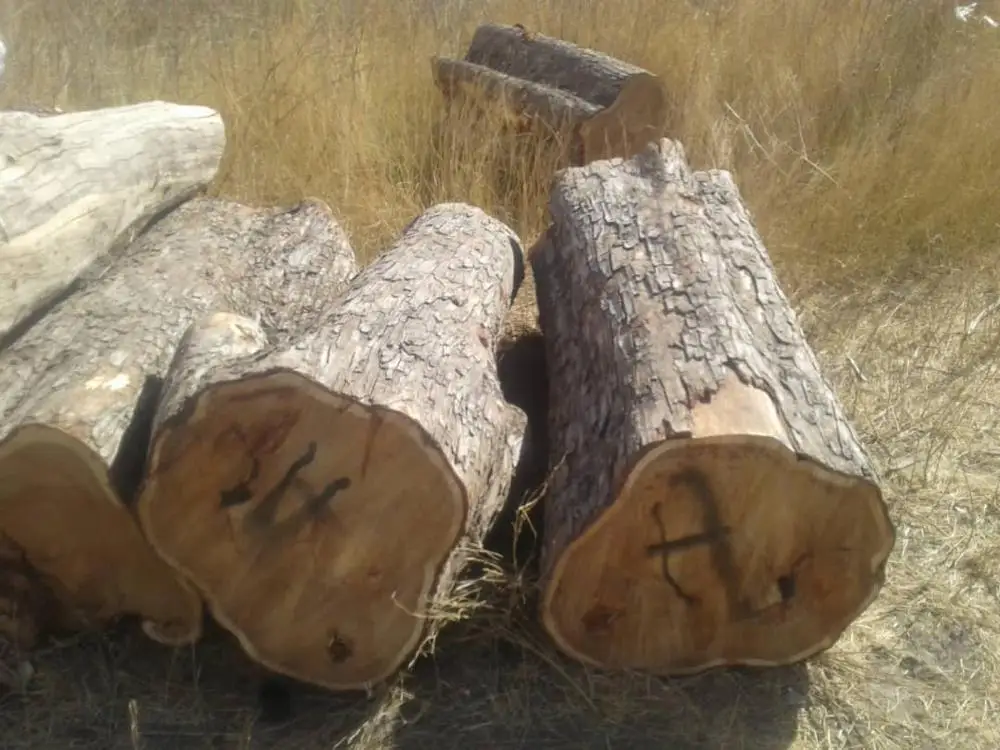 Древесина Vaneer из белого дуба