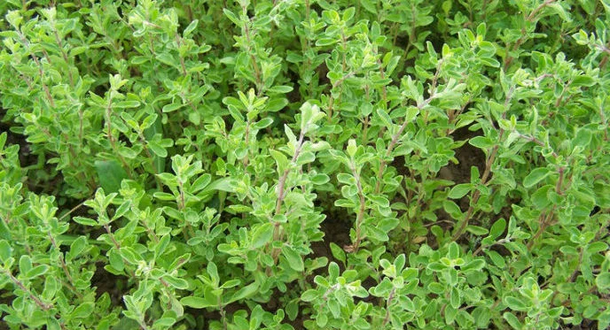 10ml Bottle Organic Oregano Oil with High Carvacrol, Thymol 100% Pure and Natural Oregano Oil For Food Additive Medical Oil
