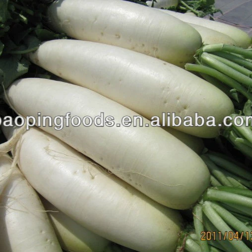 
chinese fresh white turnip for sale 
