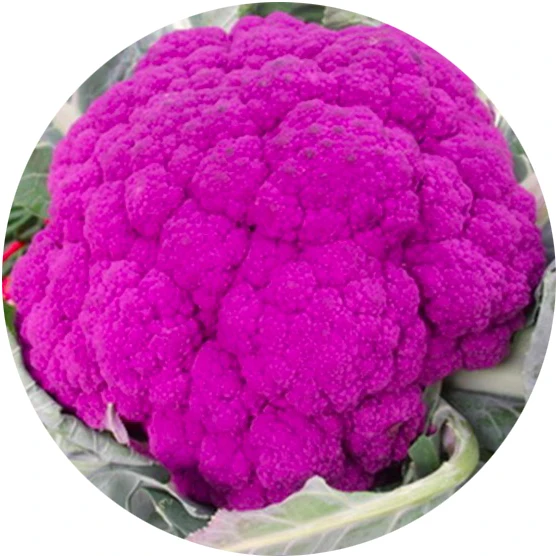 Оптовая продажа 2020, семена негибридных овощей высокого качества для фиолетовой капусты