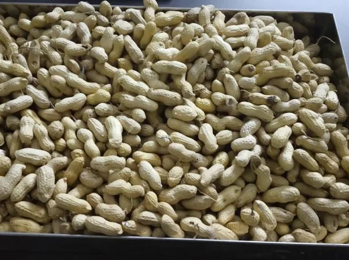 
raw groundnut inshell sortex quality peanut in shell Indian origin 
