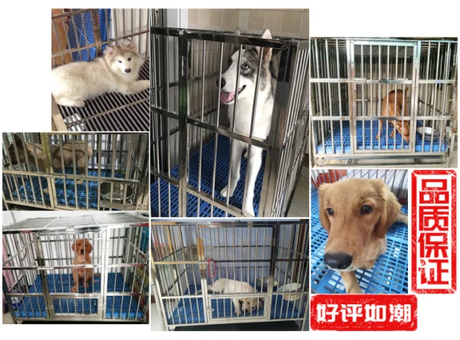 Wholesale Stainless Steel Dog Cage Heavy Duty Cage Dog Collapsible Large Dog Kennel Cage