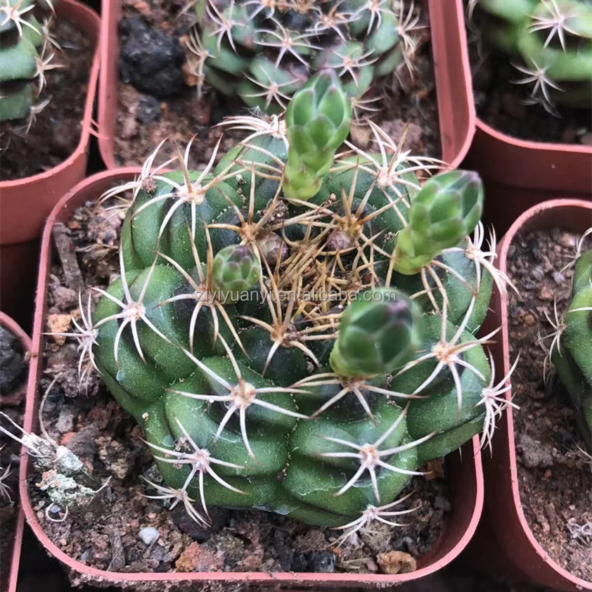 
Good quality Nature seeding cactus 88 pcs in one carton plant wholesale cactus indoor bonsai 