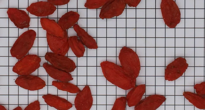 
Fruit of Chinese wolfberry 