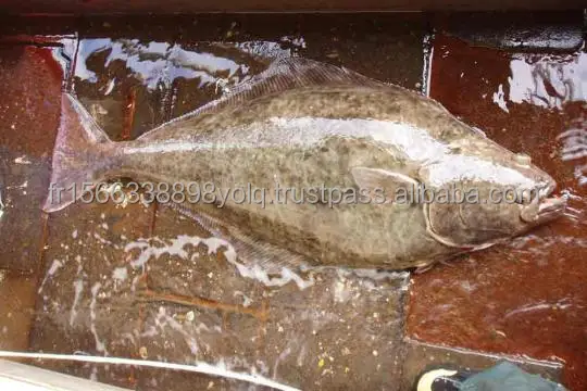 Buy Frozen Greenland Halibut Fish And Head for sale