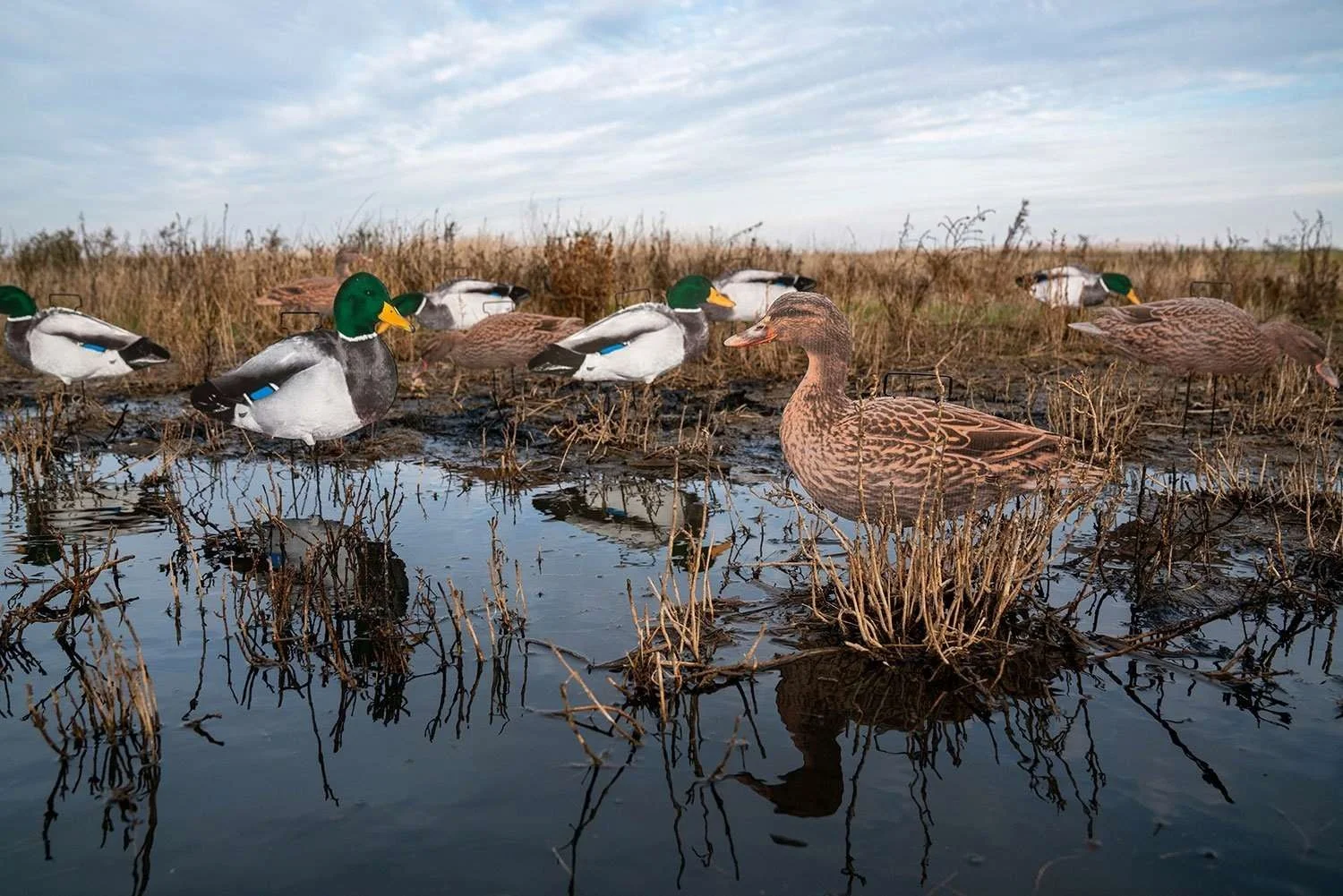 2D hunting decoys  hot selling waterproof PP mallard duck Silohoutte decoy