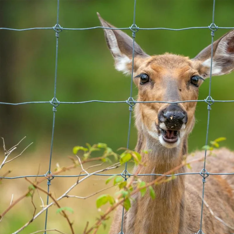 high quality Field fence to feed cattle in agriculture farm and grassland also as barriers against deer and wild animals