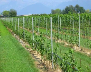 Vine Plants Vineyard Grape Stake Hot Dipped Galvanized Metal Vineyard Trellis Post