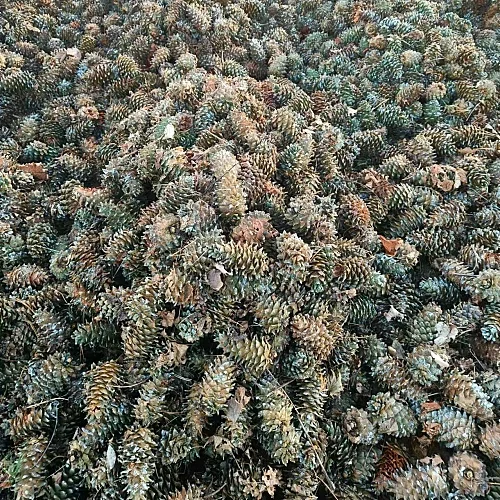 Jilin органические кедровые орехи из северо-восточного Китая Упакованные оптом жареные сушеные продукты богатые питательными веществами сельскохозяйственные