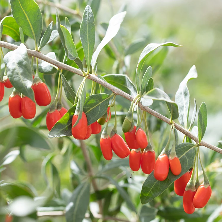 Прямая поставка с завода, китайские черные и красные ягоды годжи, сушеные фрукты, Волчья ягода