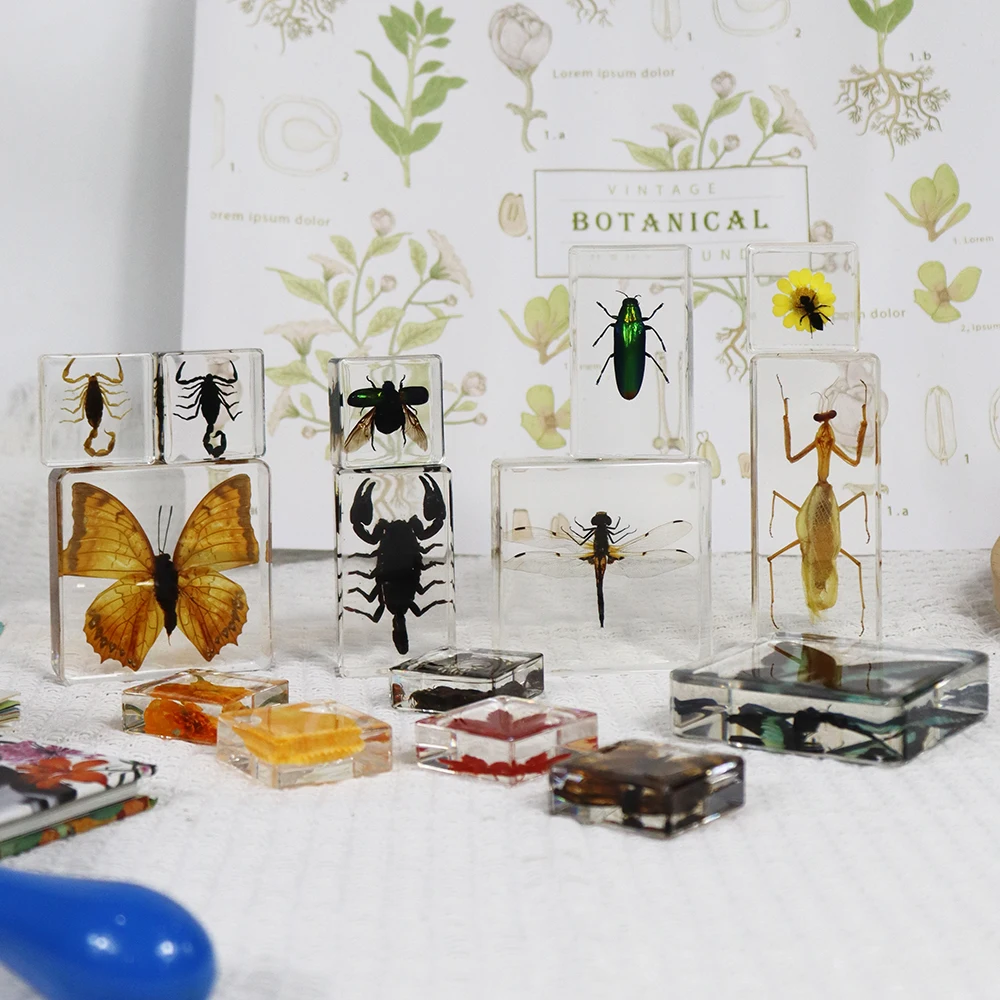 Teaching Aids Sea Anemone Sample for School Insect Resin Specimens Resin Specimen for Collection