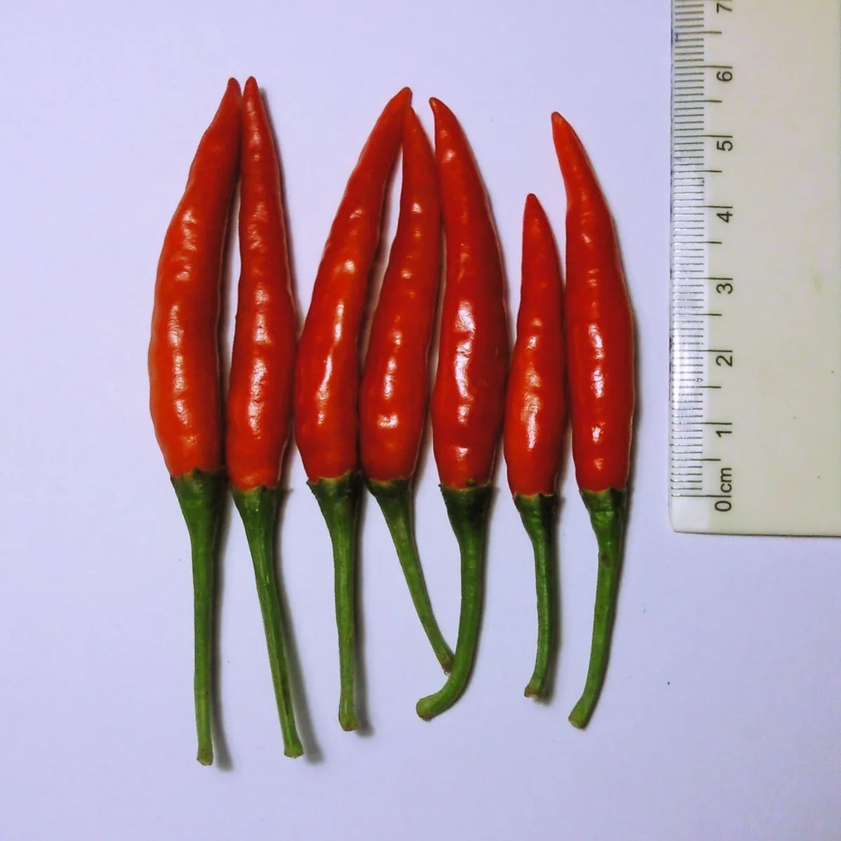 Fresh Red Chilli High Quality Best Brand Supplier For Export Good Price Low MOQ Custom Logo Package Hot Selling From Vietnam