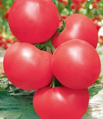 Неразделенные семена томатов розового цвета