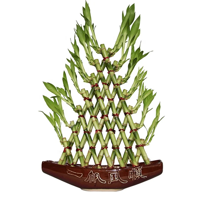 
Indoor boat shaped lucky bambooSubtropics Climate air bonsai 