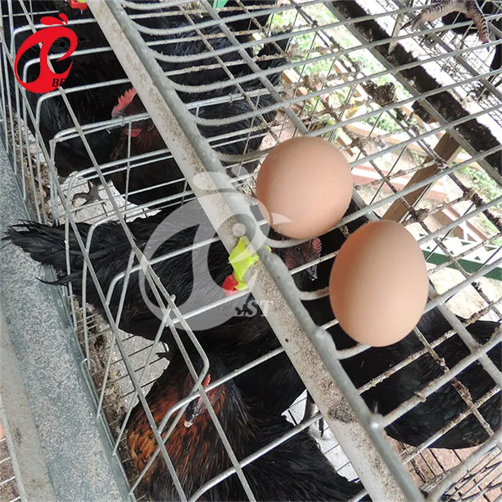 Factory design 20000 birds pigeon layer cage